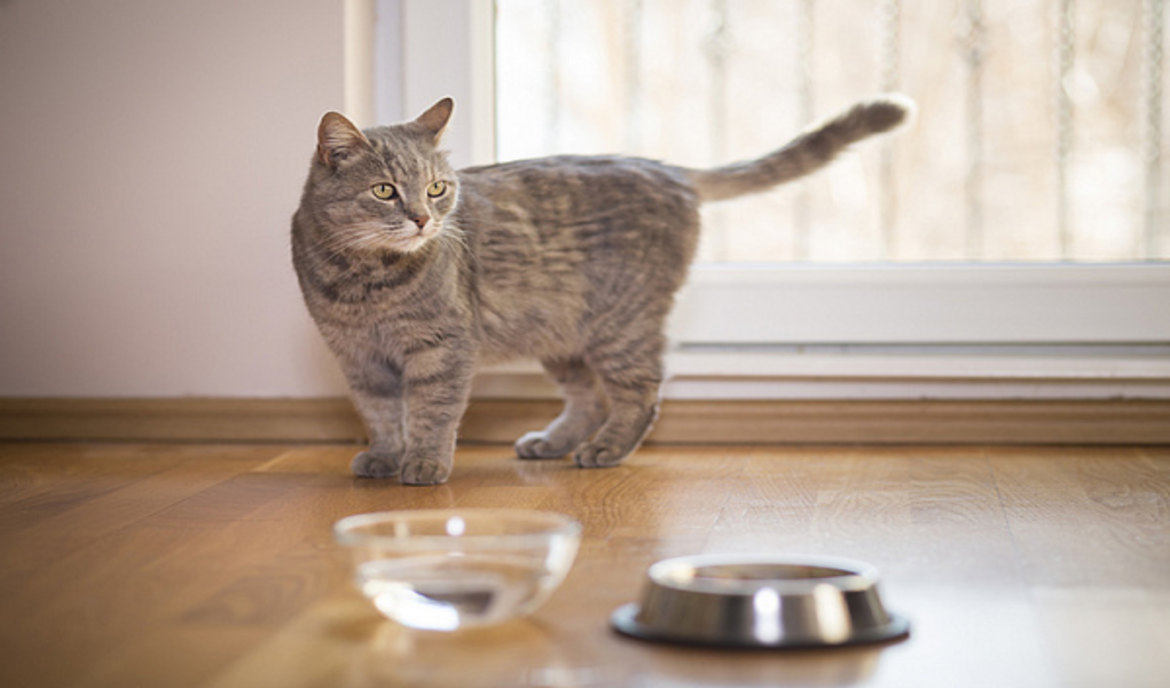 My Cat Does Not Drink: What You Need to Know